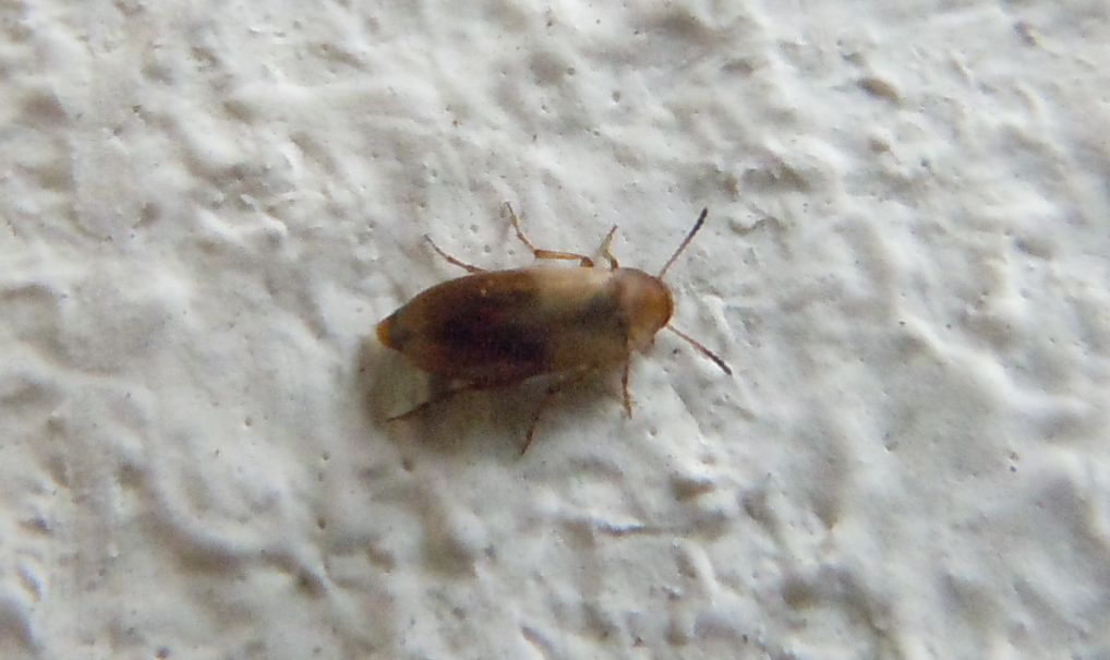Anaspis maculata - (Scraptiidae)